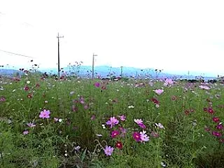 山の端のコスモス泳ぐ花と影／山の端にコス…
