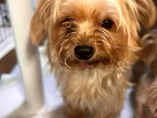 犬舎こんぶさんヒートを確認。