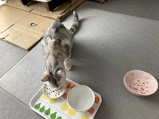 あったかい時はナナは