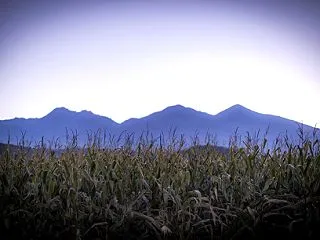 枯れ穂