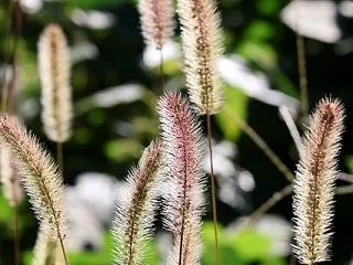 キラキラ
