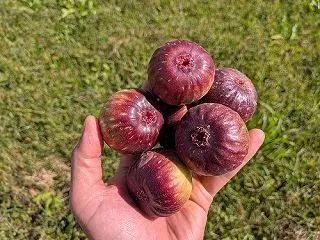 kumaFARM自然菜園教室「畑のがっこ…
