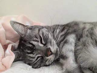 朝はこんな感じ。