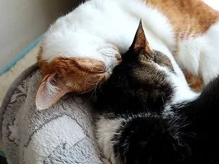 ３団子は遠い？