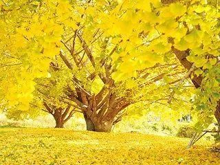 【誕生花】10月26日 イチョウの花言葉