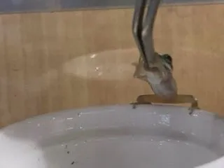 食べました♪
