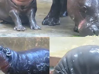 コユリ赤ちゃん滑って転んで帰宅拒否