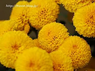 菊