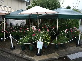 降り続く雨