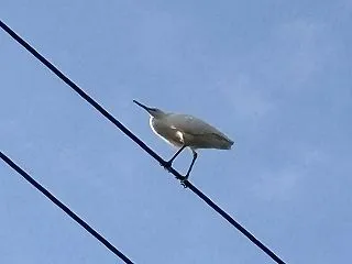 電線にコサギが