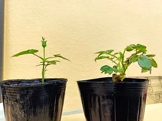 ミニバラの挿し木・・・うまく行ったようで…