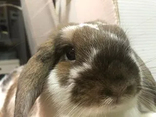 豪華な食事会と失望のパパイヤ＆うさぎのレ…