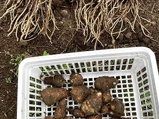 里芋の収穫