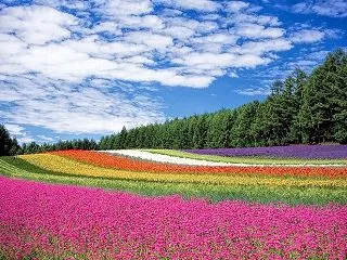 水田地域での畔にスギナは有かも