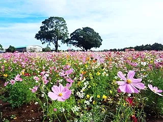 秋風に揺れるコスモス ～都市農業センター…