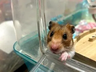 ヤンチャハムスターズ
