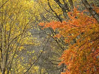 安房峠の紅葉（その１）