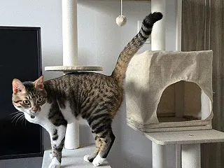 念願のキャットタワー！