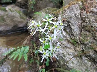 ちょこっと山歩き・大文字草の変わり者「フ…