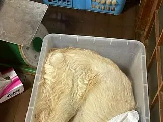 【重要情報】ベトナム人が飼い犬や飼い猫を…