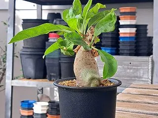 アリ植物２種の成長を確認する