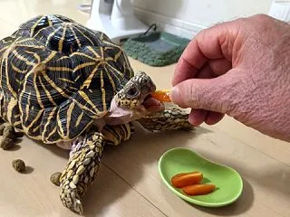 【長崎】豆腐ハンバーグと背徳トースト・イ…