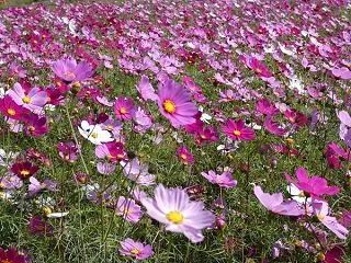 コキアを見た後は