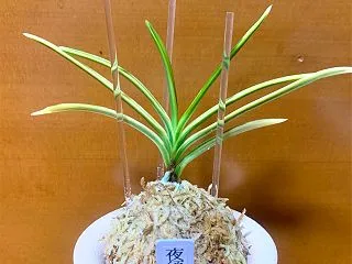 夜須羽（覆輪！？）