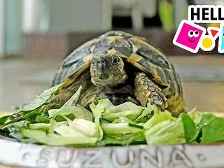 ひんやりしているからポカポカシェルター(…