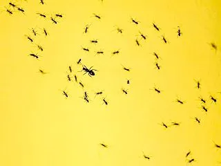 アリはなぜ行列をつくる？フェロモンで道を…