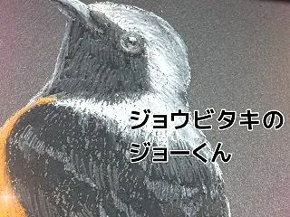 【展示会準備】ジョウビタキ