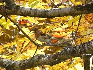 秋色に染まる木々の中で～アトリ