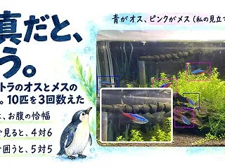 ネオンテトラのオスとメスの見分け方｜水槽…