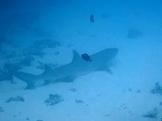 ヌヌ・アドベンチャー・クラブ石垣島ＮＥＷ…