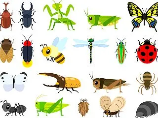 ドイツに慣れてきてもやっぱり無理な虫