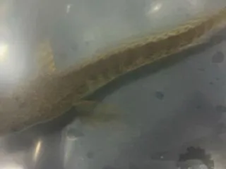 本日の♪