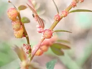 すっごく小さなみかんの実のよう