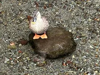 ■牡牛座満月 頑固と信念の違い