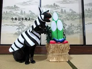 ２６年チョコラのカレンダー１１・１２月分…