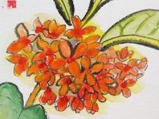 キンモクセイの絵手紙