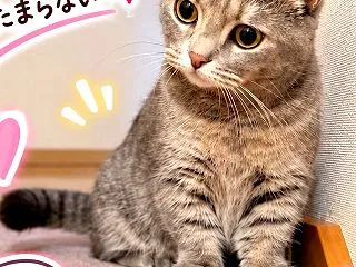 新しいAIが登場！でも私は、あえてアメブ…