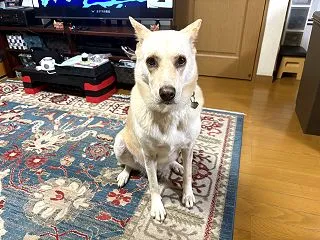 【ハナ＊うちに来て5年261日目】雨の一…