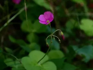 ハナカタバミ
