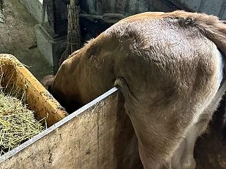 脱走に失敗した末路