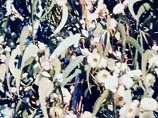 スモレット・ブラッサム ーは開花直前だぜ…