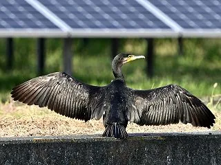 ウ隊長の天日干し