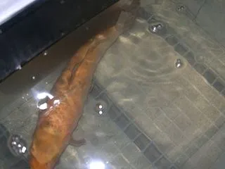 錦鯉の乱