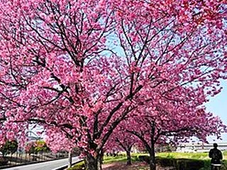# は・か・た・の・しお♪と陽光桜