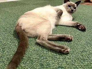 ただはるだけ