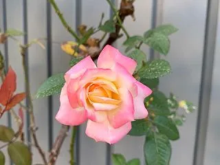 そんな命日